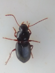 Allocinopus smithi