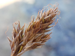 Carex tahoensis