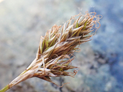 Carex tahoensis