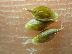 Carex tahoensis