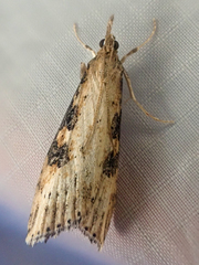 Udea turmalis