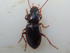 Allocinopus smithi