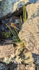 Carex tahoensis