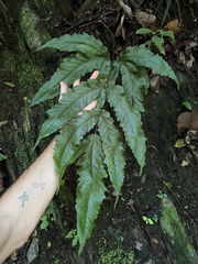 Tectaria heracleifolia