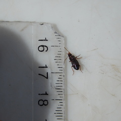 Allocinopus smithi