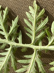 Artemisia laciniata