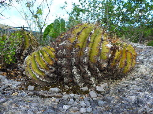 Emory's barrel cactus