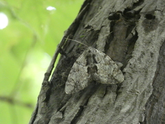 Catocala insolabilis