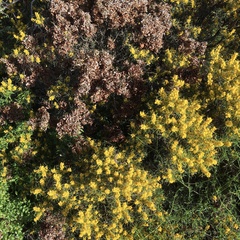 Acacia colletioides