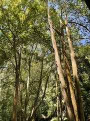 Platanus mexicana