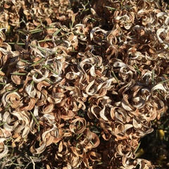 Acacia colletioides