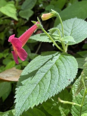 Achimenes
