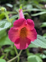 Achimenes