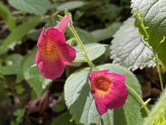 Achimenes
