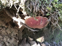 Aureoboletus mirabilis