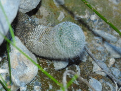 Mammillaria klissingiana