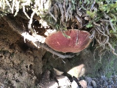 Aureoboletus mirabilis