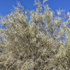 Hakea leucoptera leucoptera