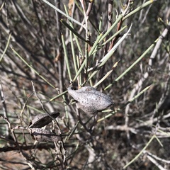 Hakea leucoptera leucoptera