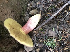 Aureoboletus mirabilis