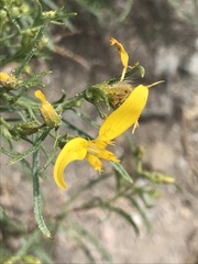 Ericameria bloomeri