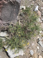 Ericameria bloomeri