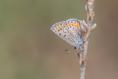 Euphilotes spaldingi