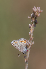 Euphilotes spaldingi