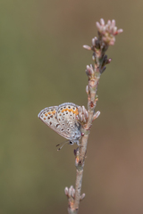 Euphilotes spaldingi