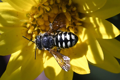 Dianthidium subparvum