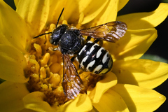 Dianthidium subparvum