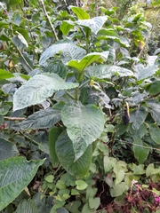 Brillantaisia owariensis