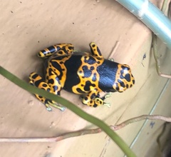 Dendrobates leucomelas