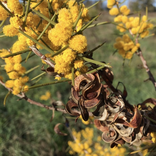 Acacia colletioides Benth.