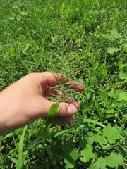 Leptochloa panicoides