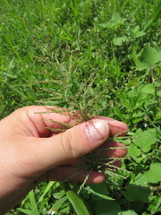 Leptochloa panicoides