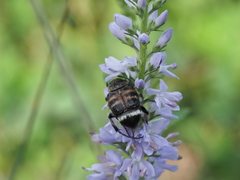 Lasiotrichius succinctus