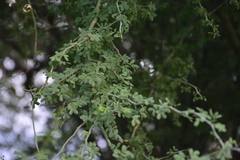 Parkinsonia florida