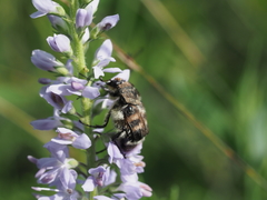 Lasiotrichius succinctus