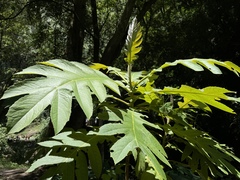 Bocconia frutescens