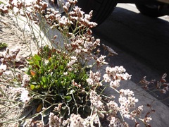 Limonium ramosissimum