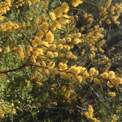 Acacia colletioides
