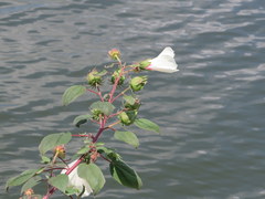 Hibiscus lasiocarpos