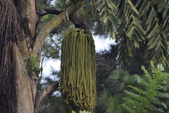 Caryota urens