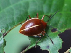 Ellipticus dorbignyi