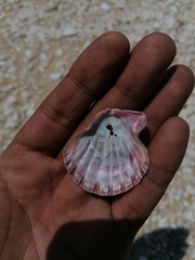 Nodipecten subnodosus