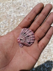 Nodipecten subnodosus