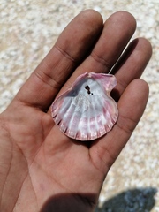 Nodipecten subnodosus