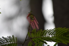 Calliandra houstoniana calothyrsus