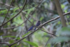 Cyornis tickelliae